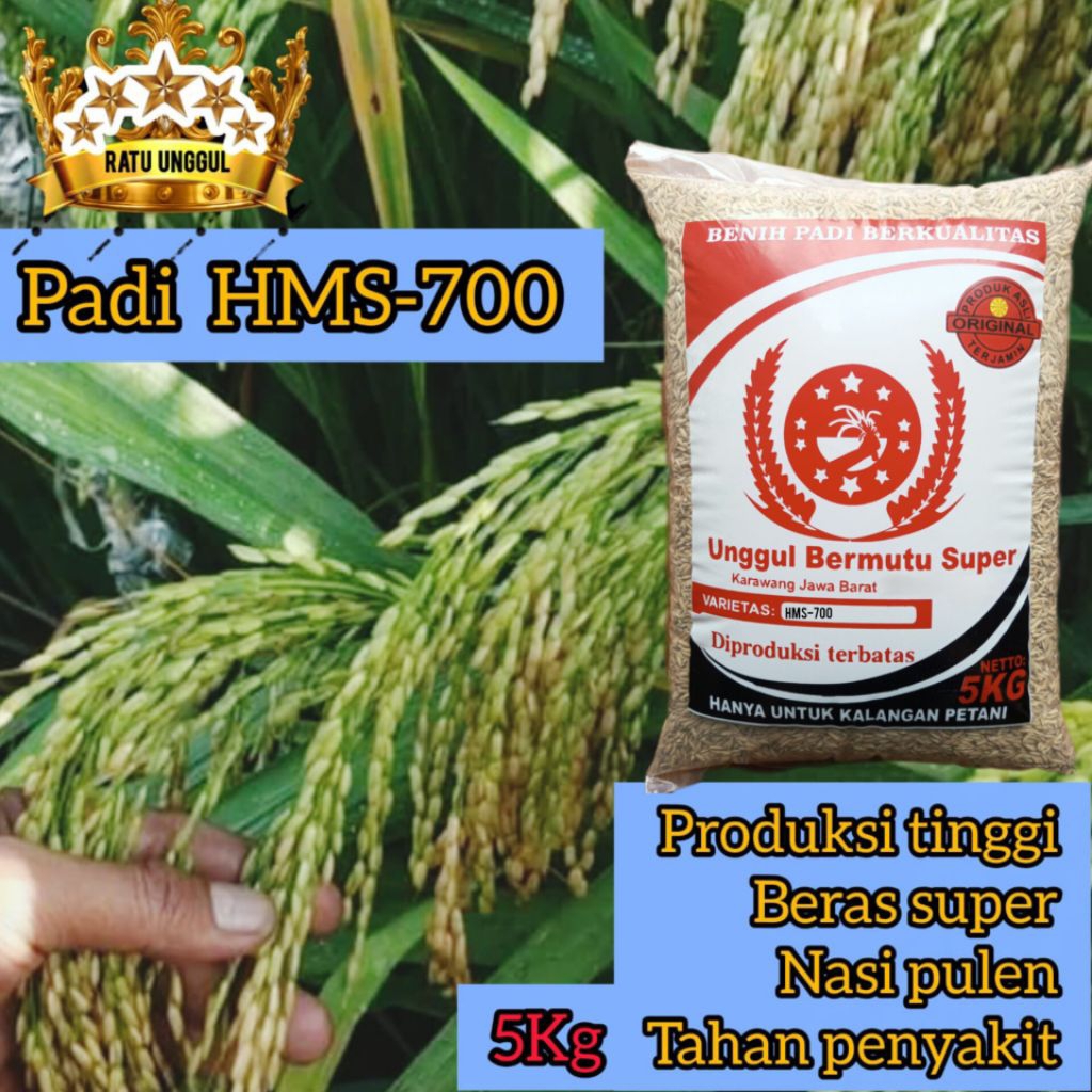 Benih Padi HMS-700 Super Unggu 5Kg Tahan Rebah Dan Patah Leher