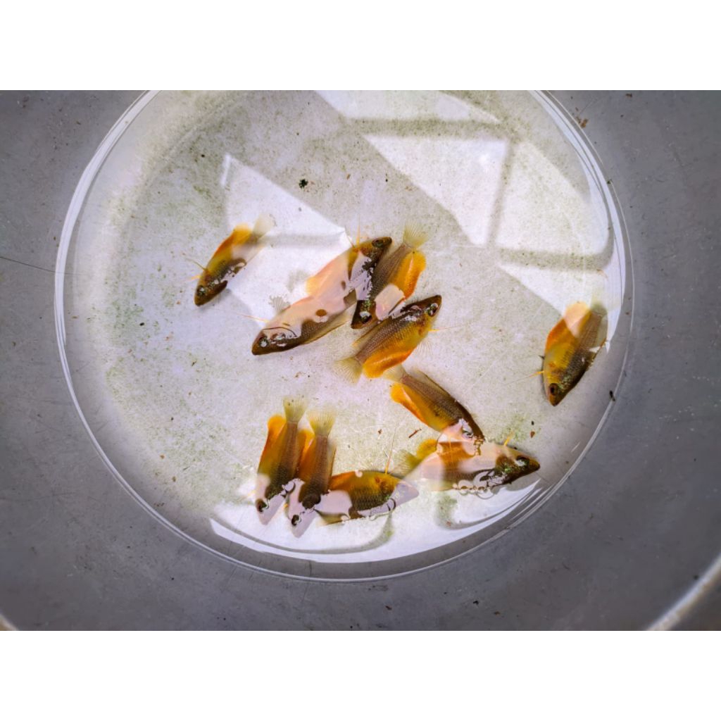 dekorasi hiasan aquarium ikan sepat madu aquascape