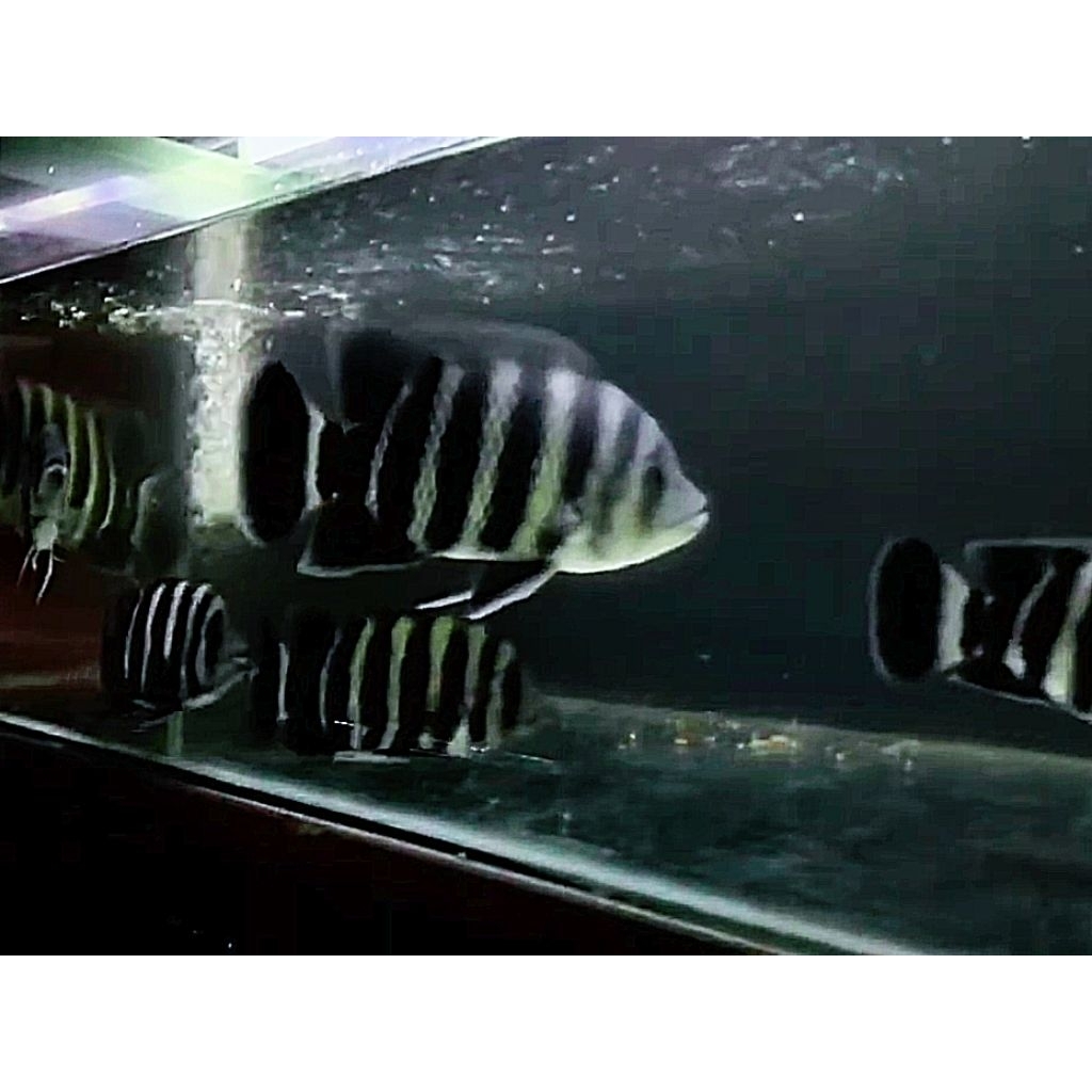 IKAN 99 CICHLID NINETY NINE ZEBRA SIZE 8CM