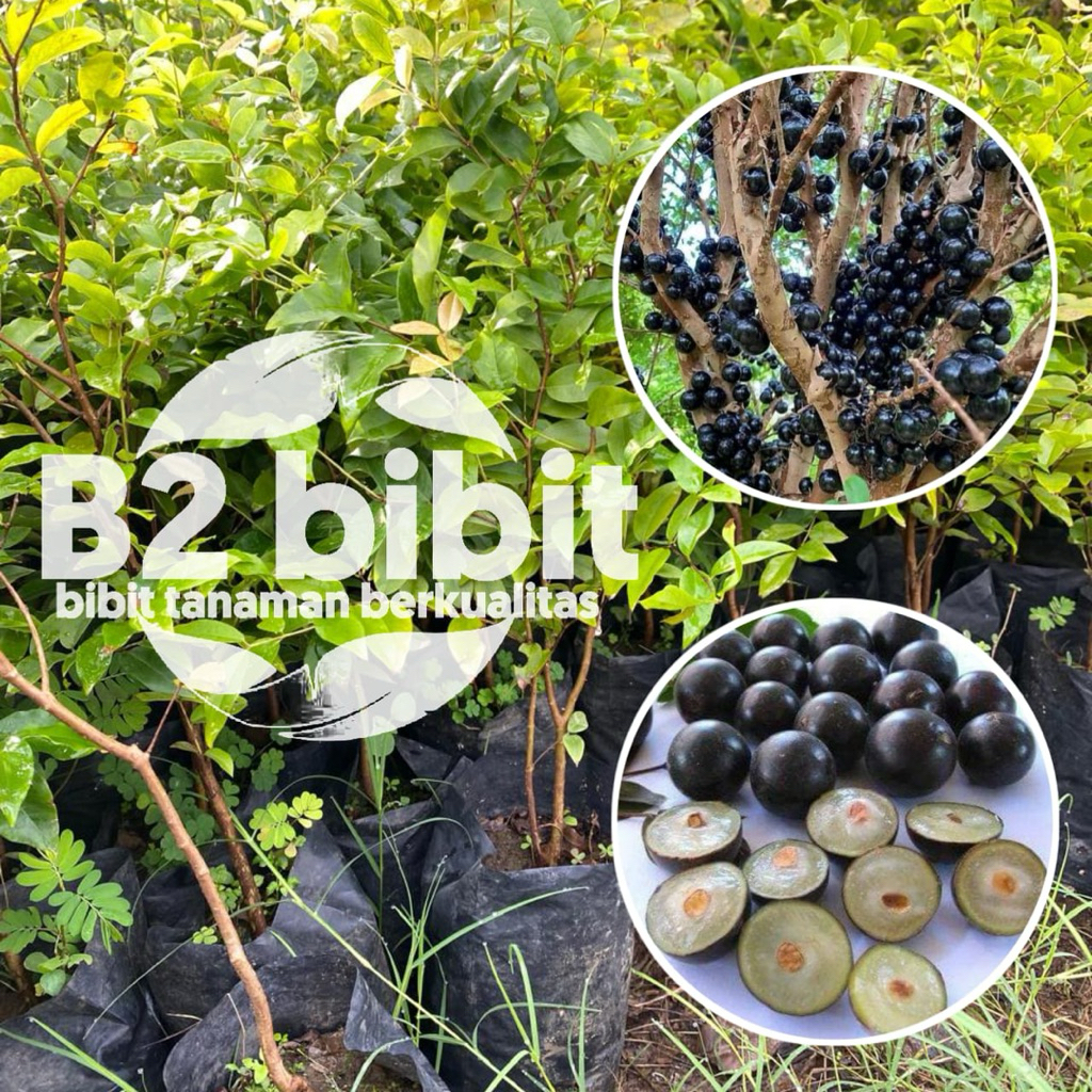 Bibit anggur FRECO (anggur brazil) berkualitas sudah hasil (okulasi) cepat berbuah
