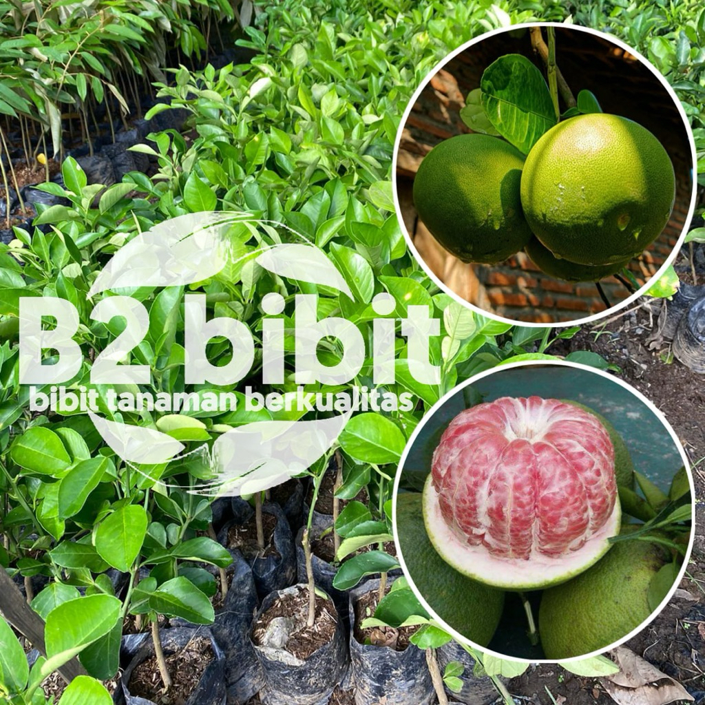 Bibit buah JERUK BALI sudah hasil (okulasi) cepat berbuah berkualitas