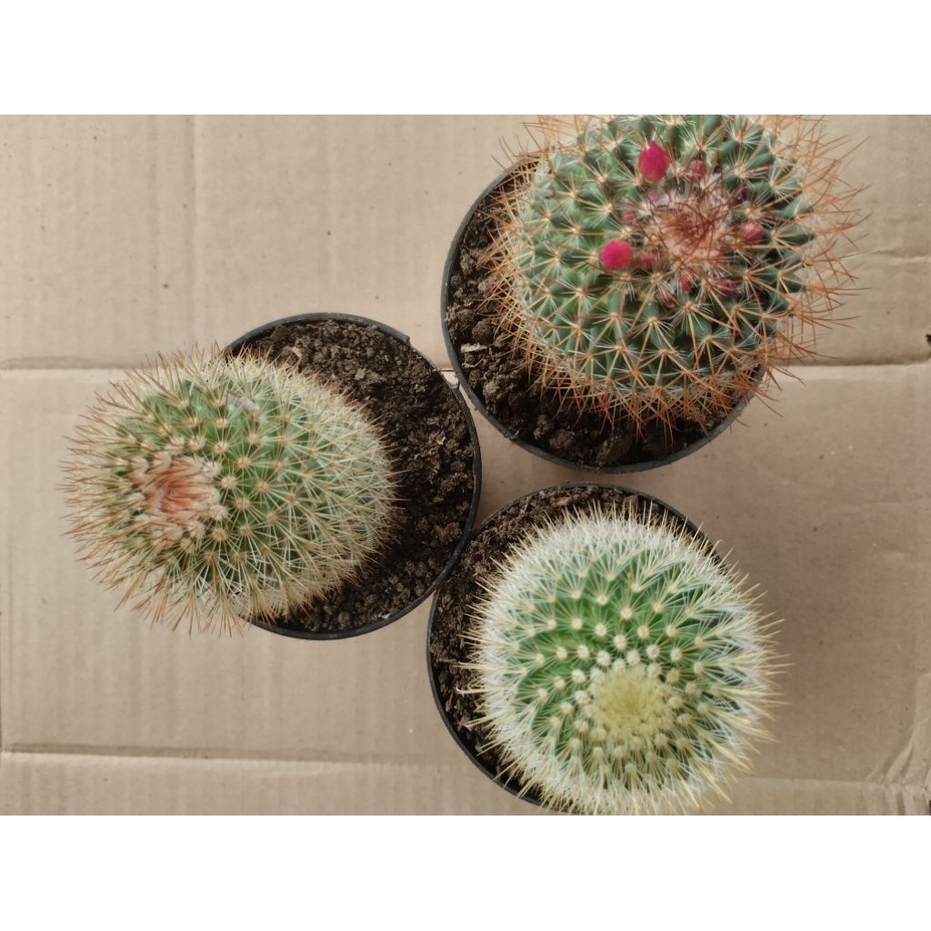Paket Kaktus Import 3 Pcs Random Ukuran Besar Sedang
