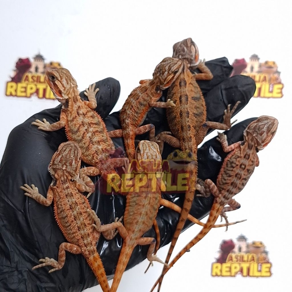 Action Figure Bearded Dragon Red Trans Anakan