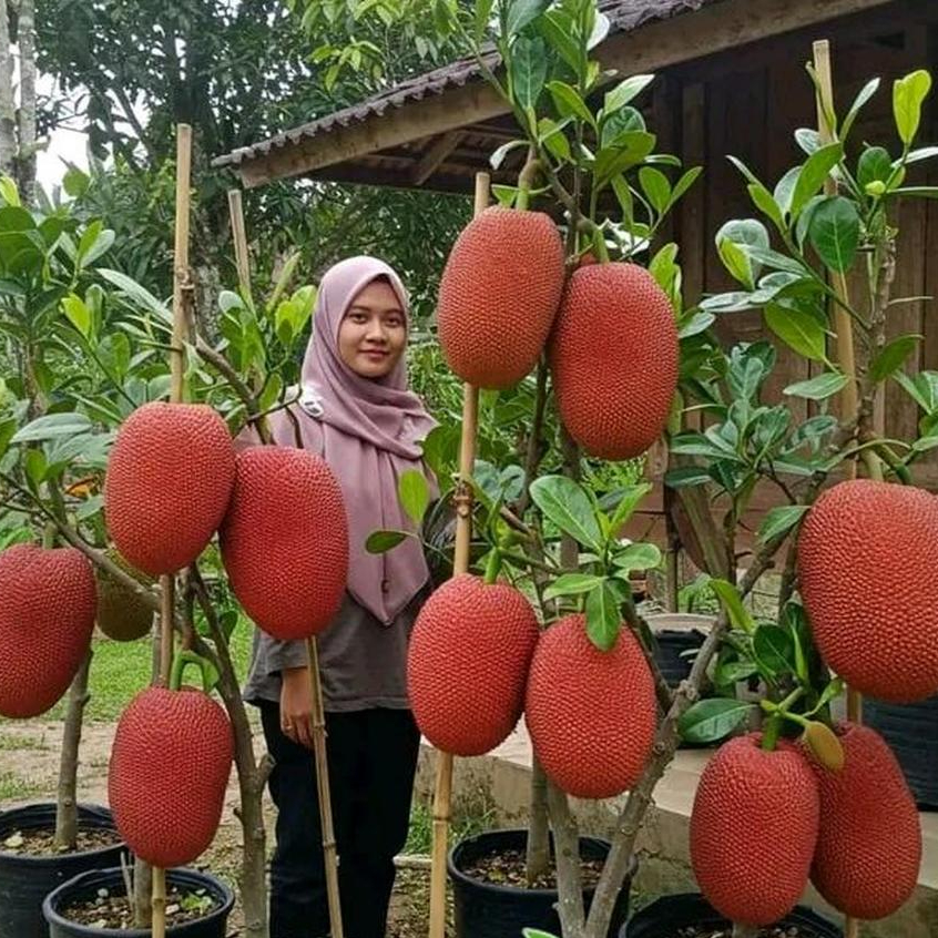 Bibit Nangka Merah Thailand Okulasi Super
