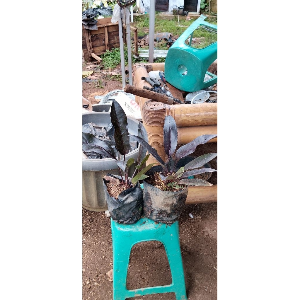 BUNGA ANTHURIUM HOKERI KERIS BLACK TERMURAH DI SHOPEE