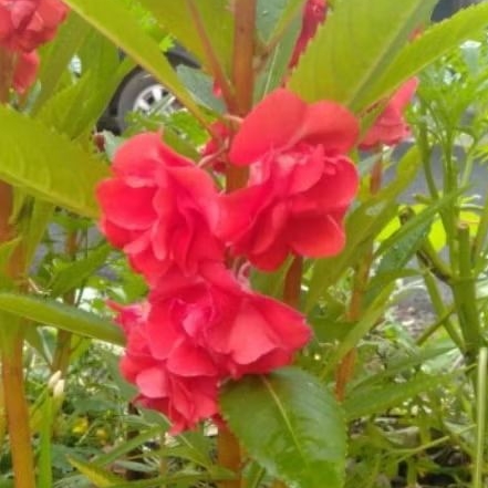 bunga pacar air tumpuk, biji benih pacar air merah, red rose impatiens per 20 biji