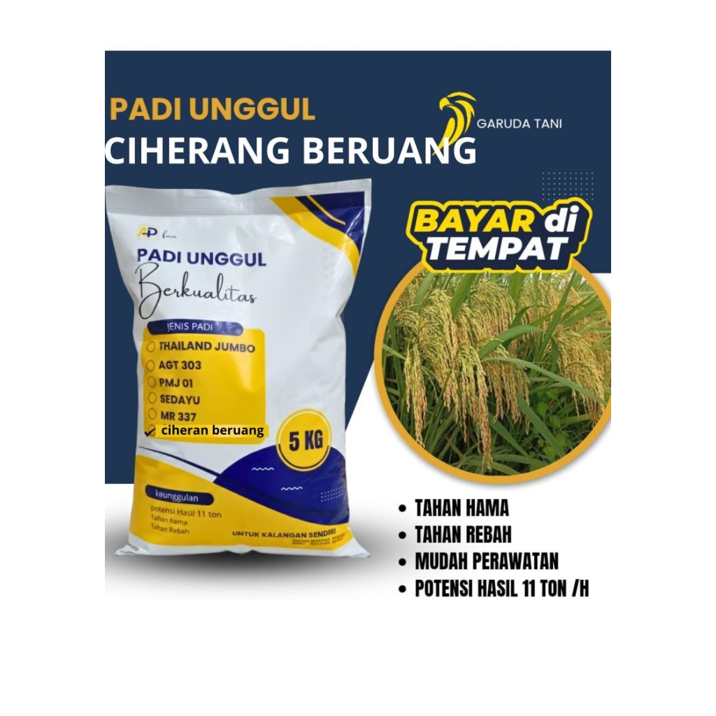 Benih Padi Unggul CIHERANG BERUANG 5KG ORIGINAL malai panjang