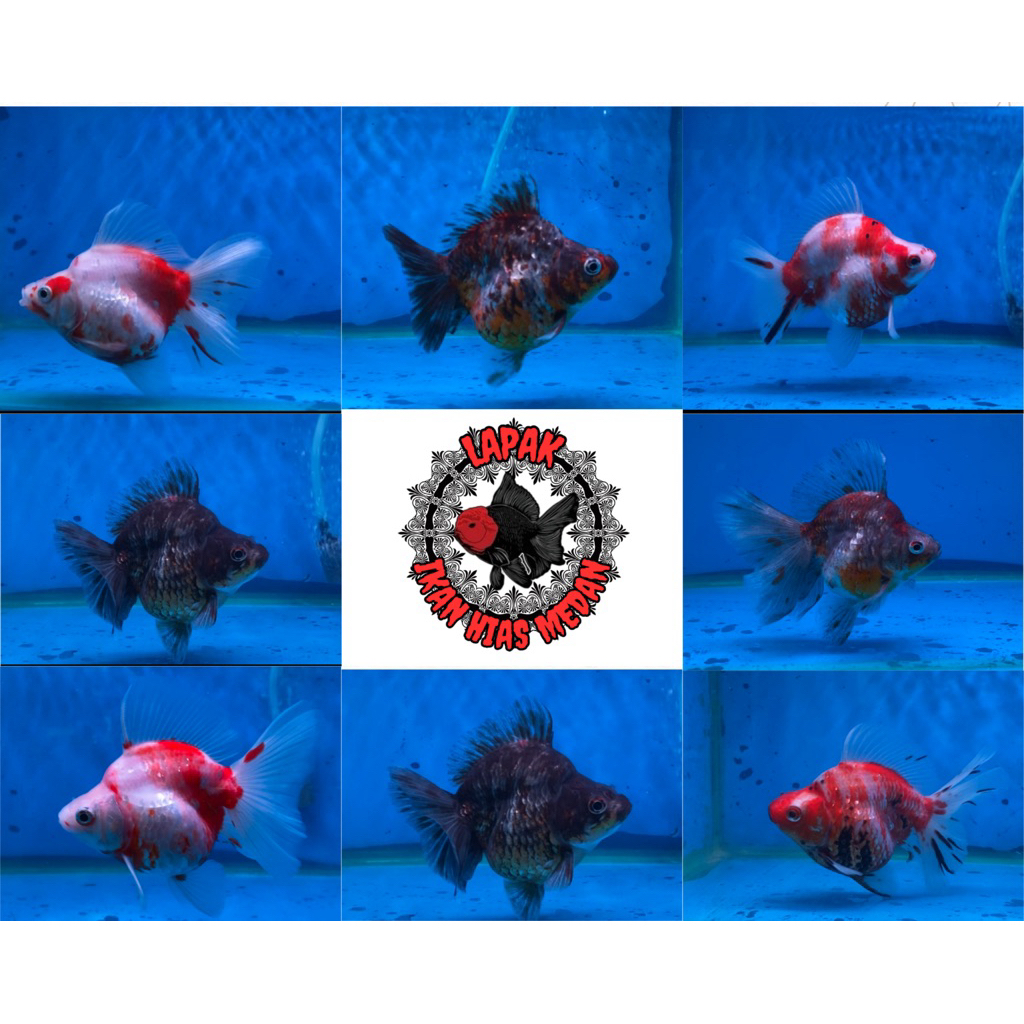 IKAN HIAS MAS KOKI RYUKIN/RYUKIN CALICO/RYUKIN RW/size 9cm up / GEN JUMBO