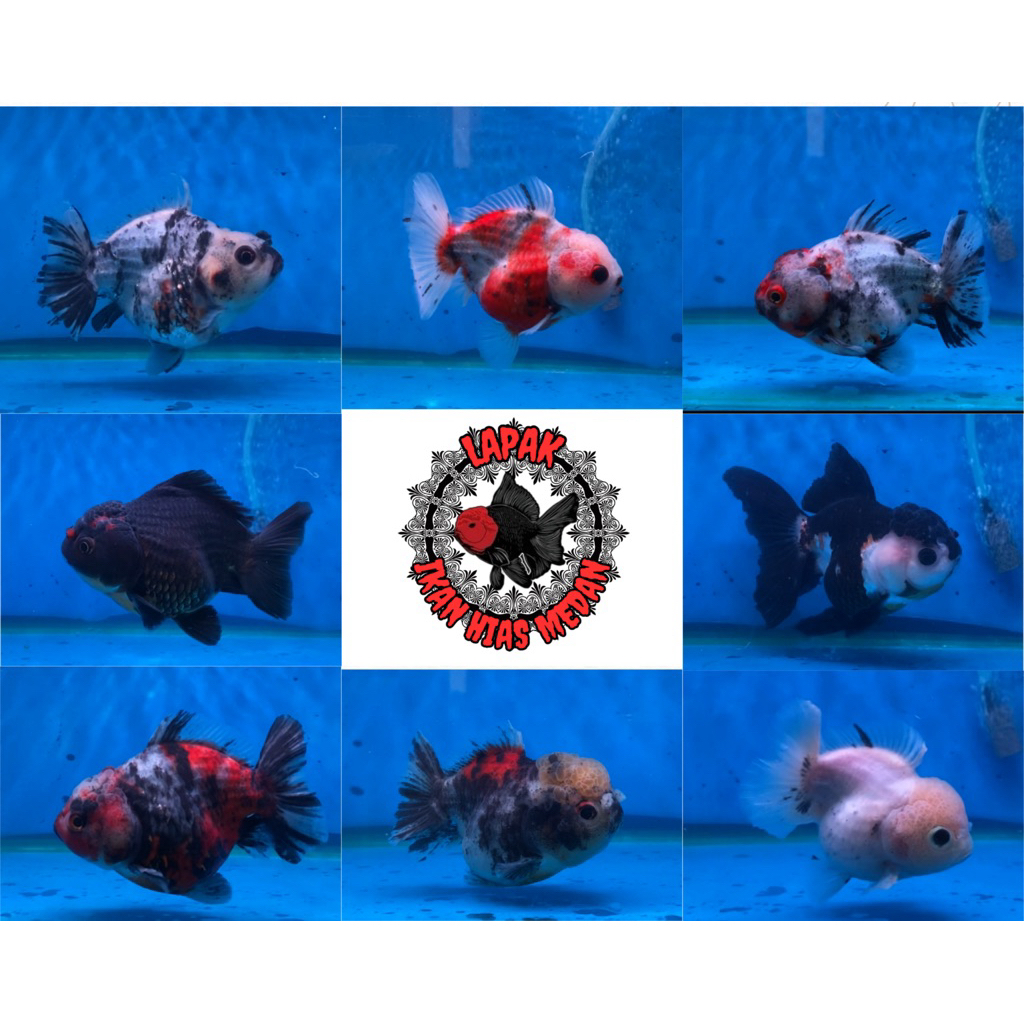 IKAN HIAS MAS KOKI ORAND/ORANDA SHORT TAIL/ORANDA CALICO/ORANDA TRICOLOUR/size 10 cm/ GEN JUMBO