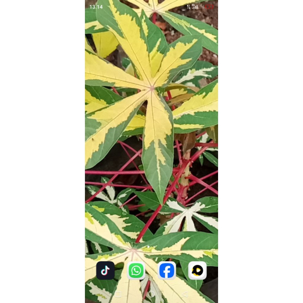 singkong hiyas varigata