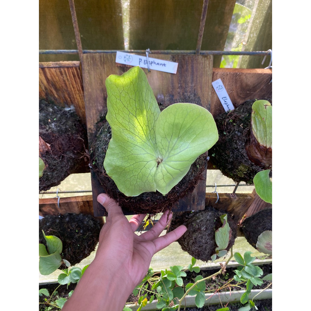 platyvcerium elephantotis