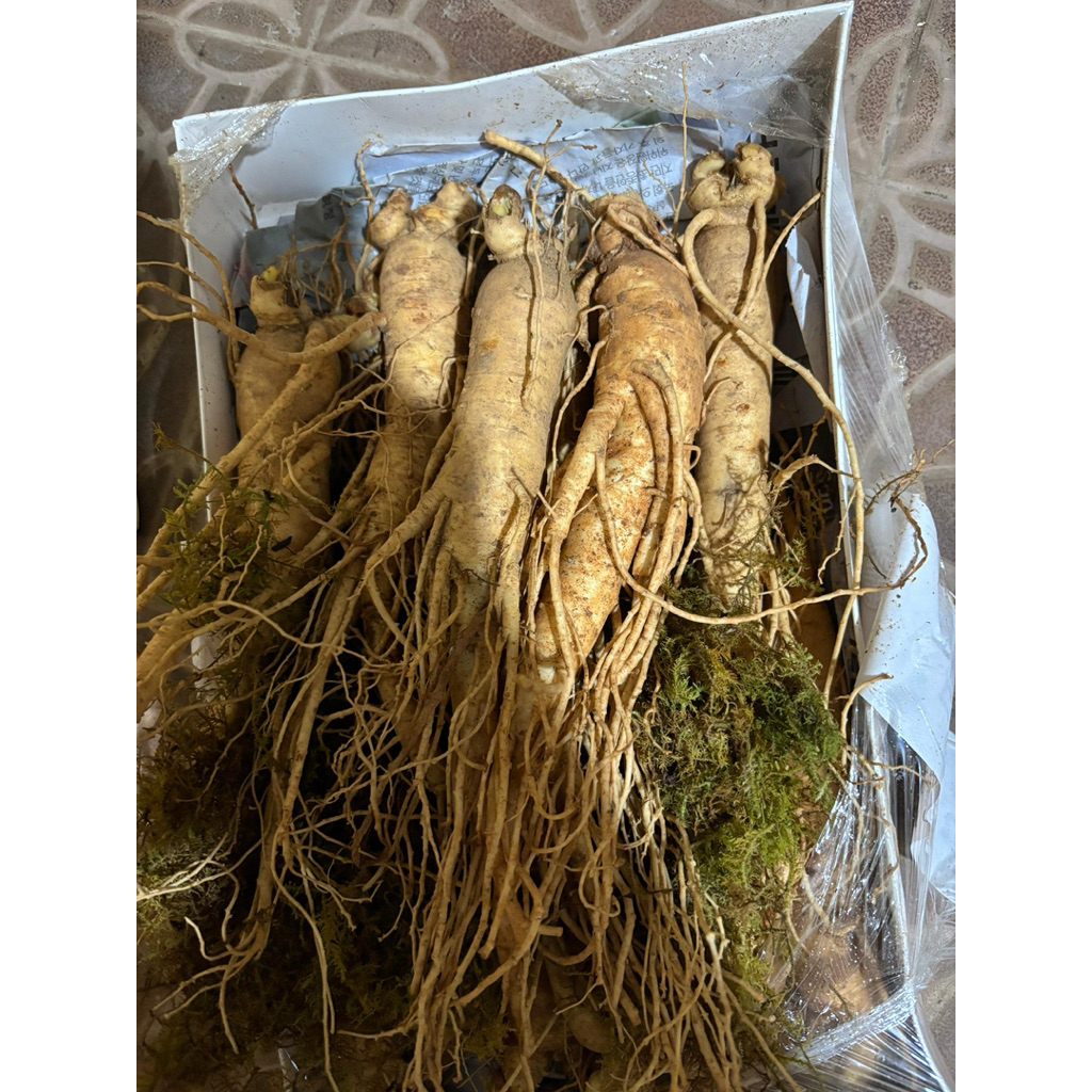 Ginseng Merah korea