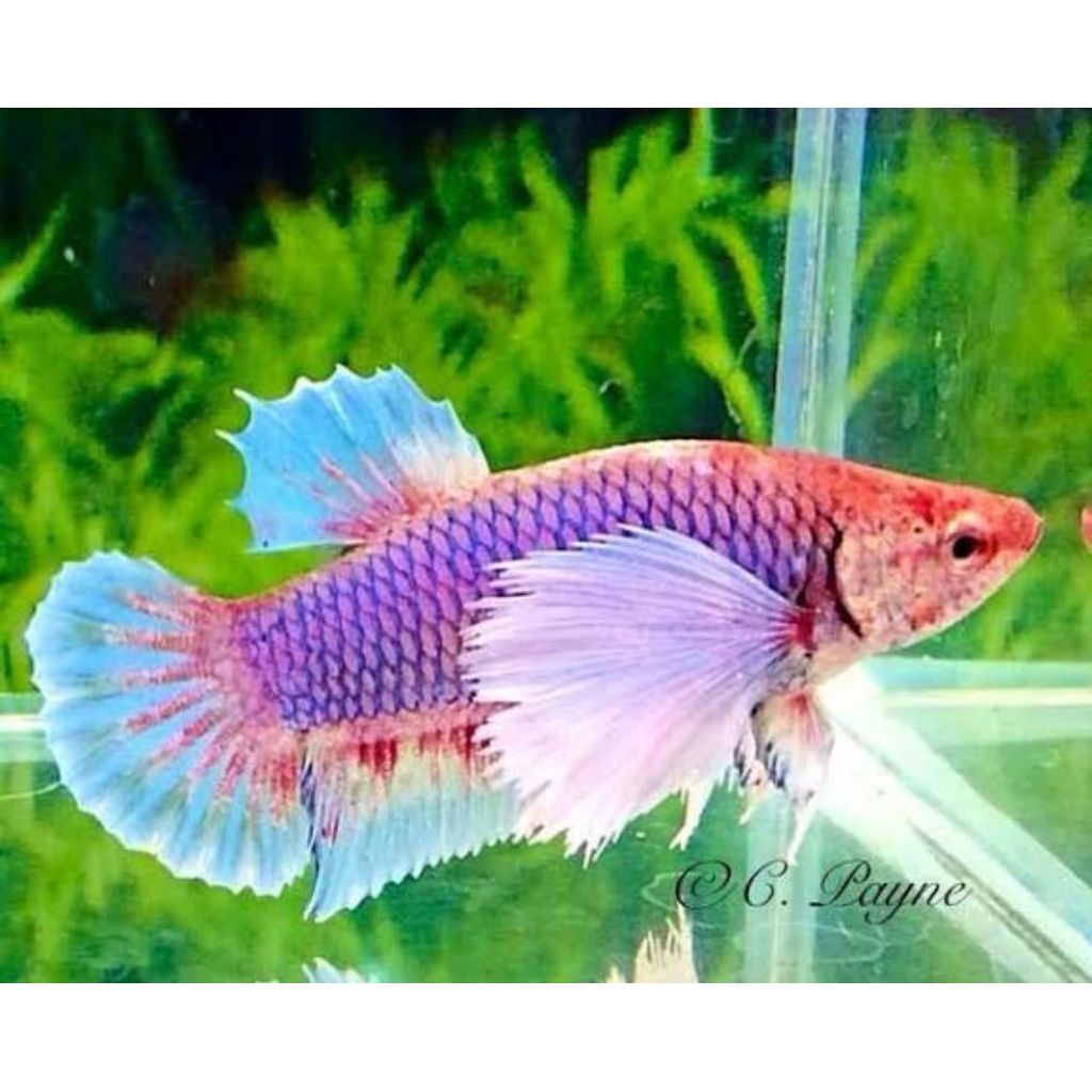 female purple dumbo ear