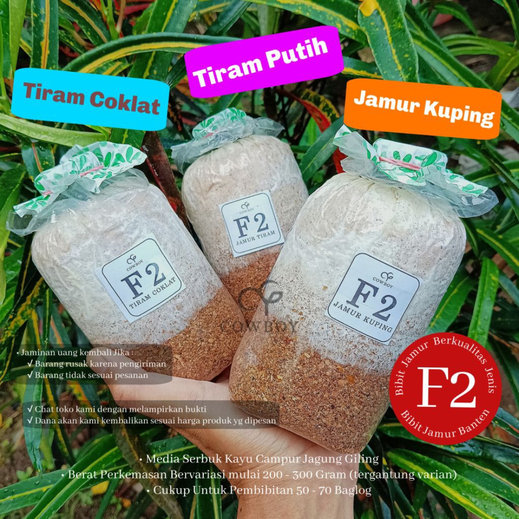 Bibit Jamur F2 jamur tiram putih jamur kuping by cowboy