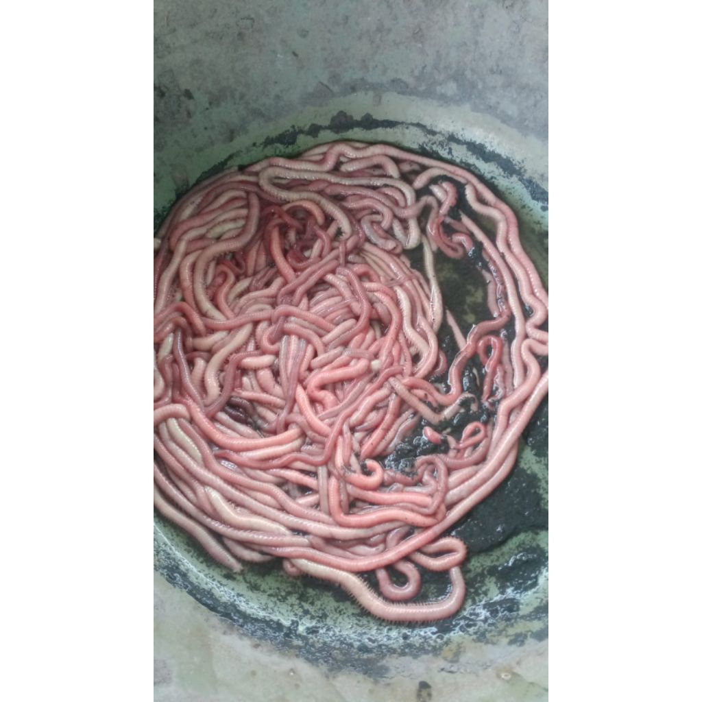 Cacing Nipah Grade D Size/Ukuran Ideal untuk Mancing Udang Galah (Paket Grosir 12 Box)