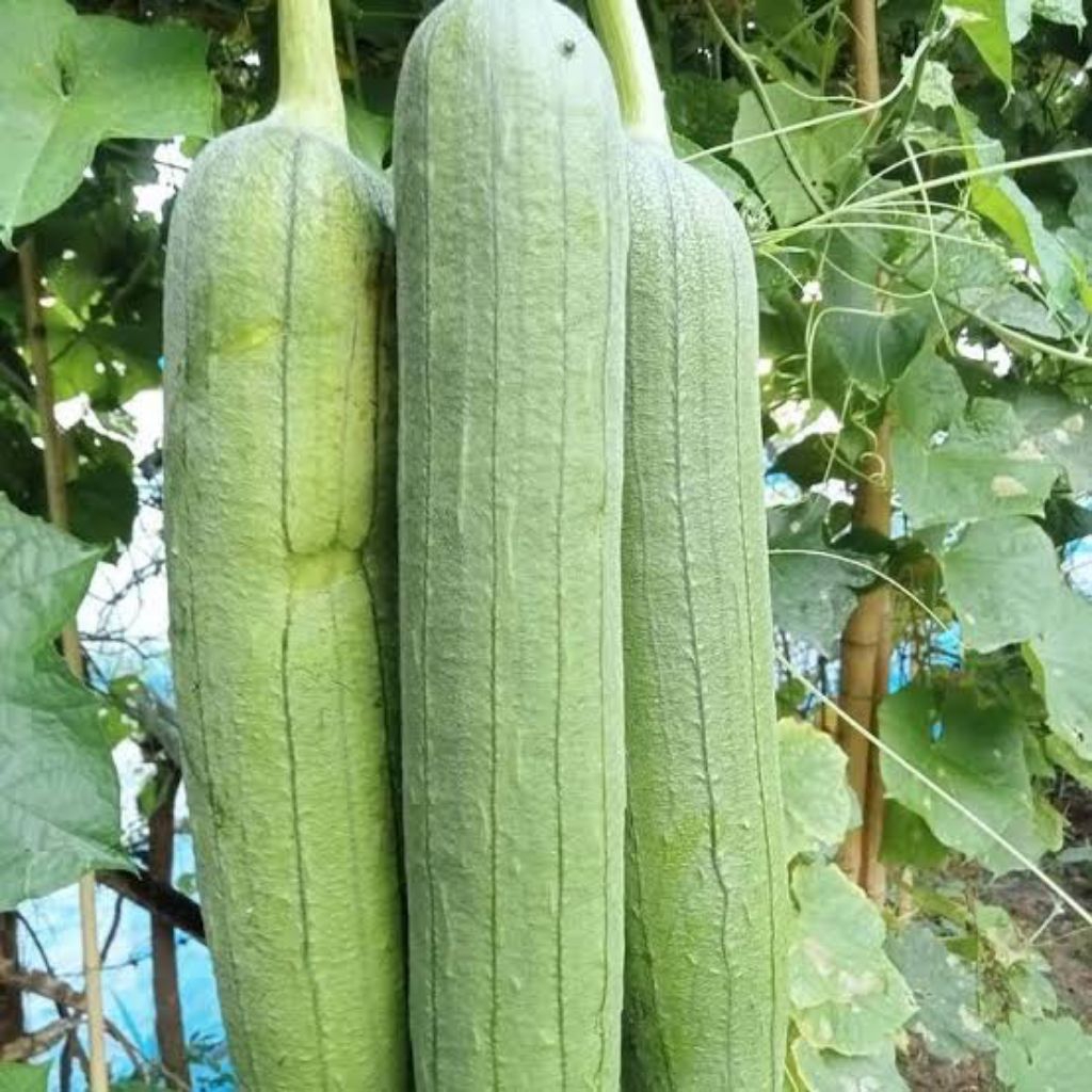 2 Biji Benih Blustru Bibit Benih Biji Luffa