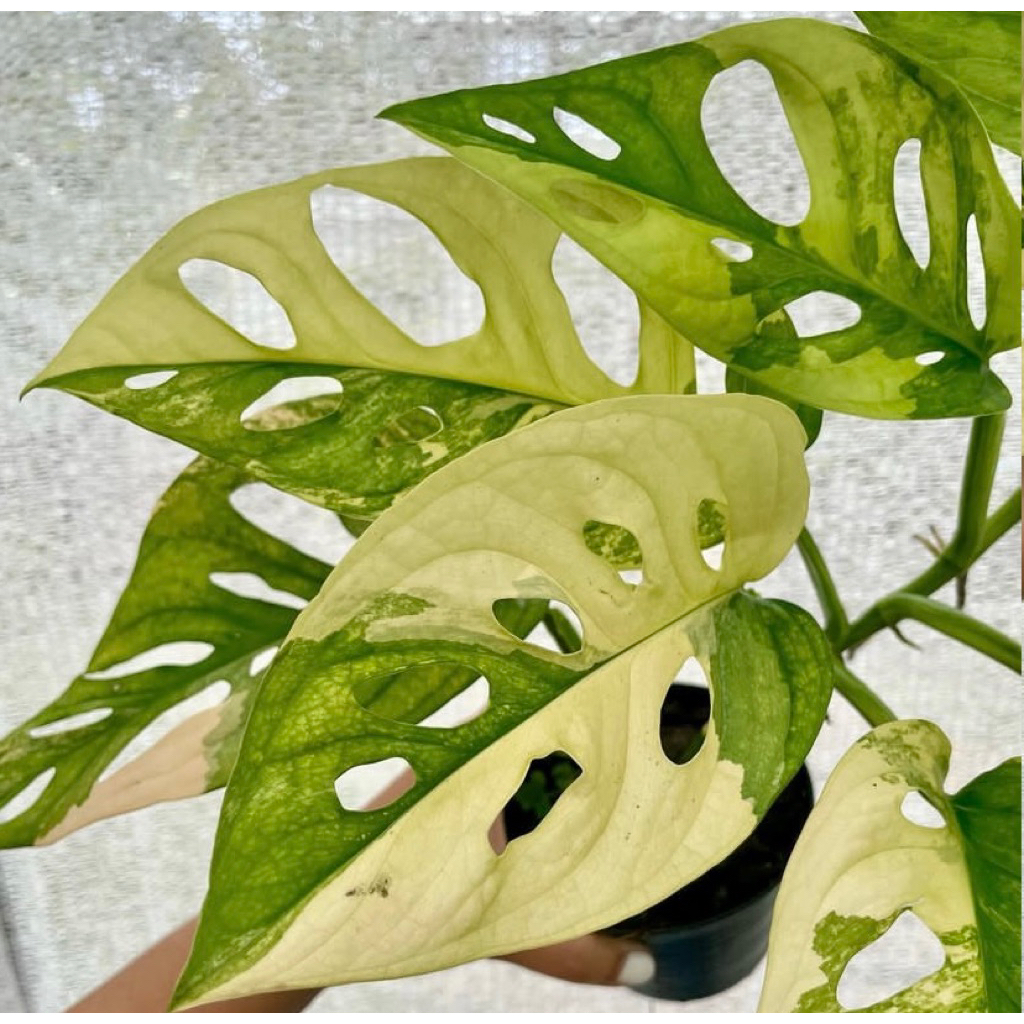 monstera acuminata varigata yellow/ janbol varigata /janbol jepang varigata