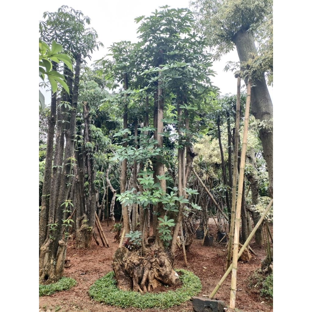 pohon pule besar