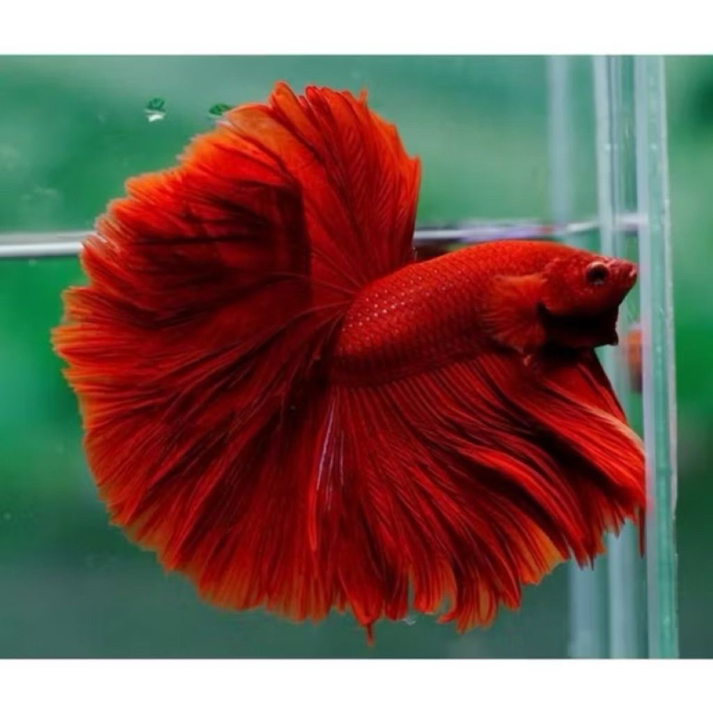 Cupang halfmoon red flower tail