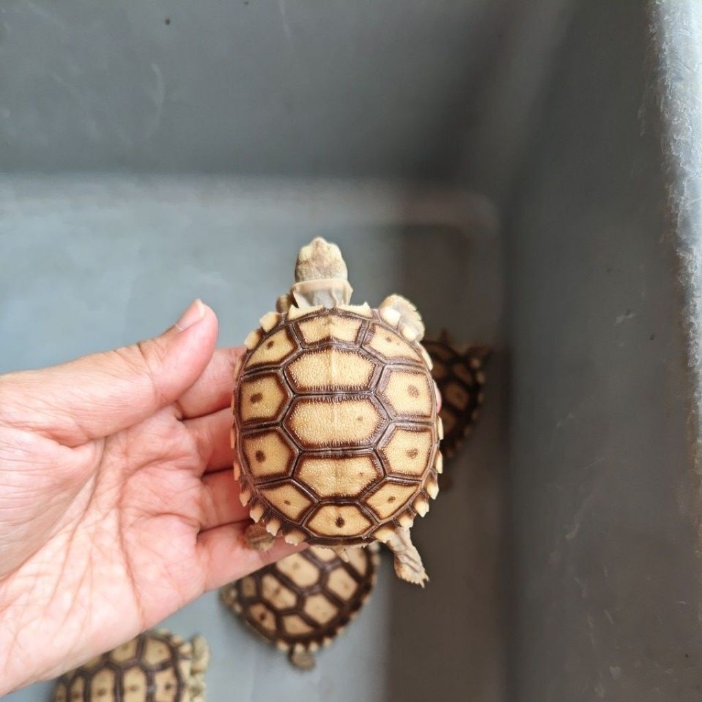 Sulcata