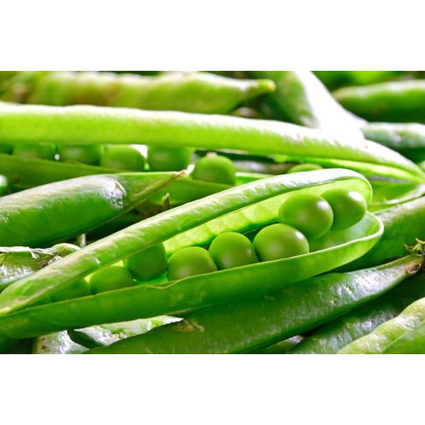 HASIL UNGGUL BENIH KACANG POLONG