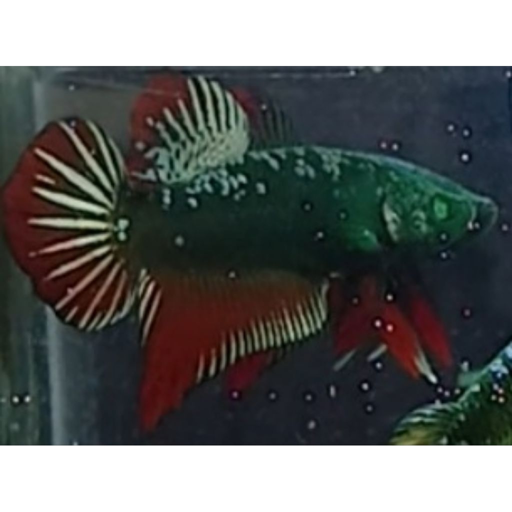 ikan cupang hias (etalase live)