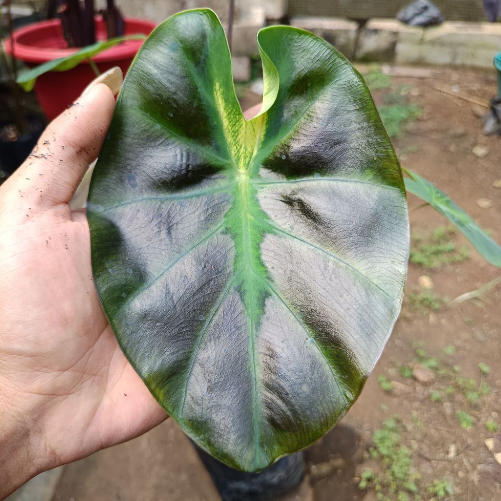 Colocasia Tosakan hybrid thailand series size remaja