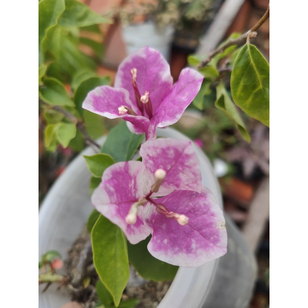 Tanaman Bougenville Sakura sudah berbunga