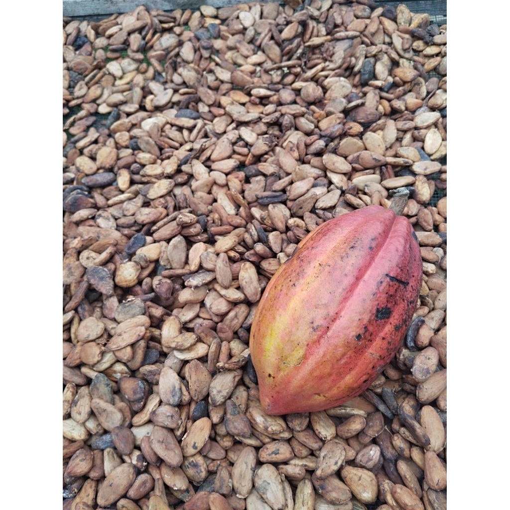Biji Coklat Kakao Fermentasi Bersih