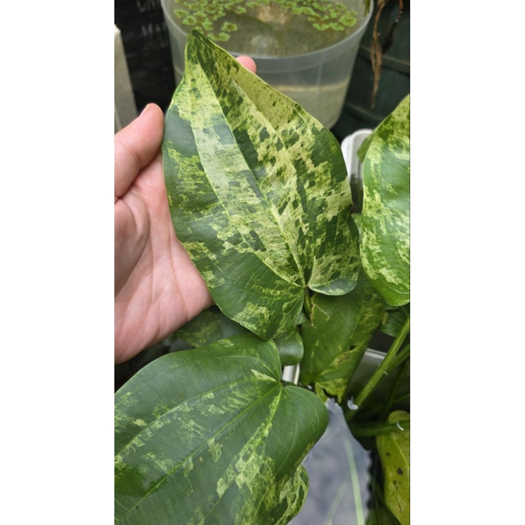 Melati Air Varigata (Echinodorus Marble Queen) by bbbbb