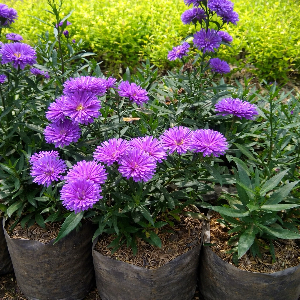 Tanaman Hias Bunga Aster Pikok, Bunga Aster Ungu