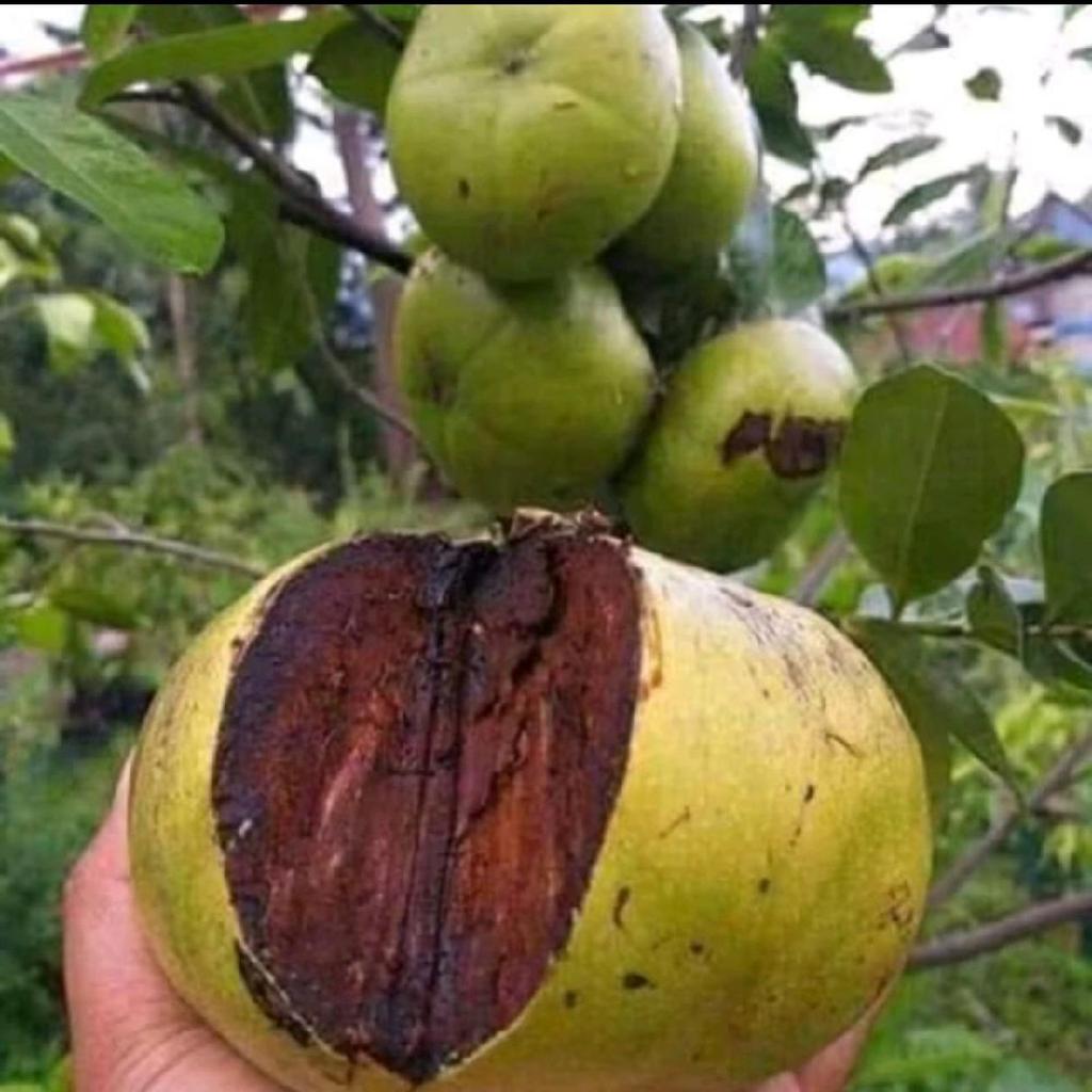 Bibit Tanaman Black Sapote Giant Cepat Berbuah