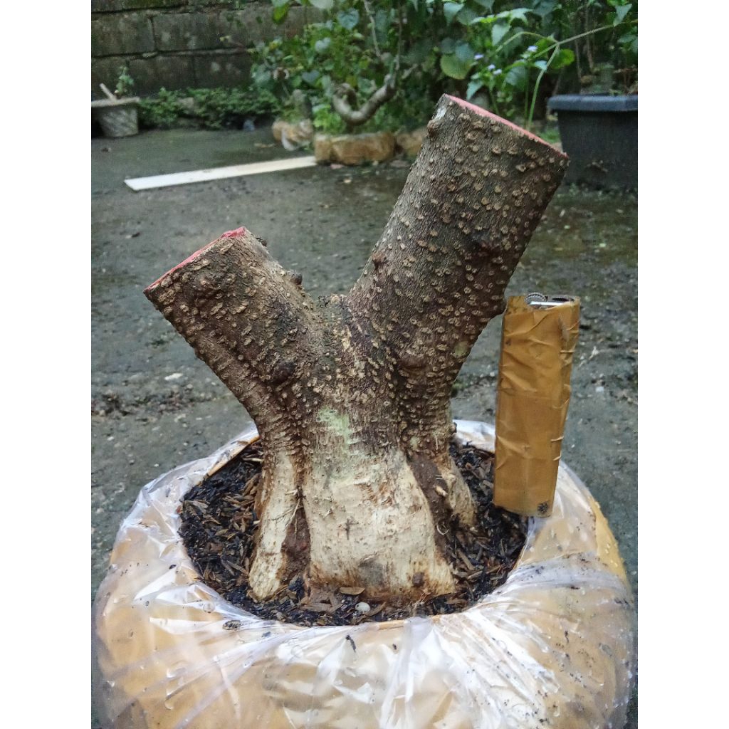 bahan bonsai anting putri bogel elonomis