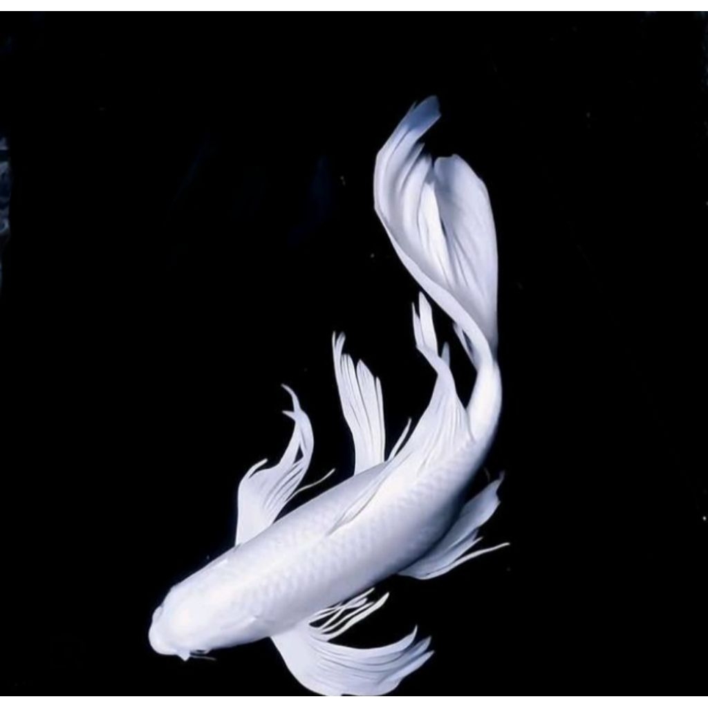 koi platinum kumpay sleyer 16-19 cm