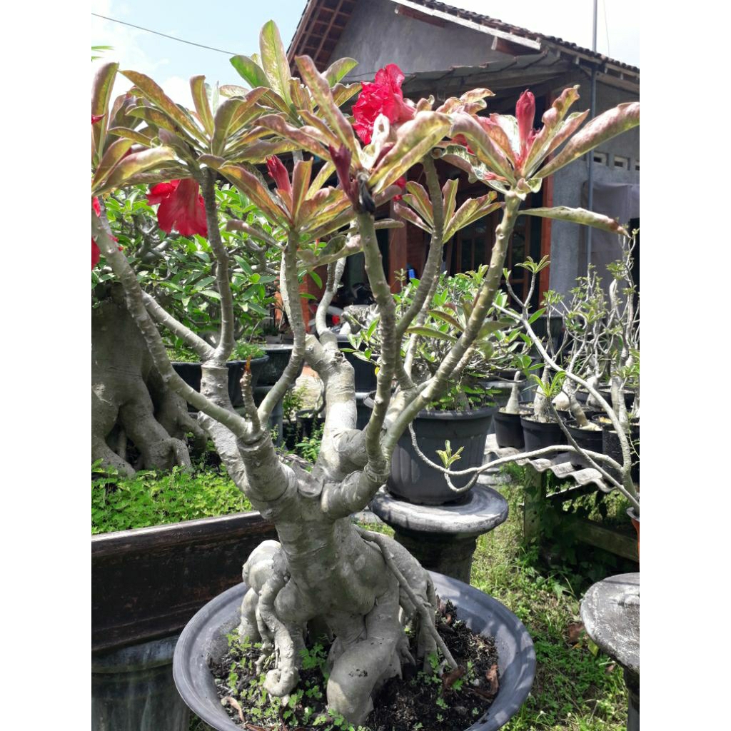 Adenium Varigata Hera bunga tumpuk merah