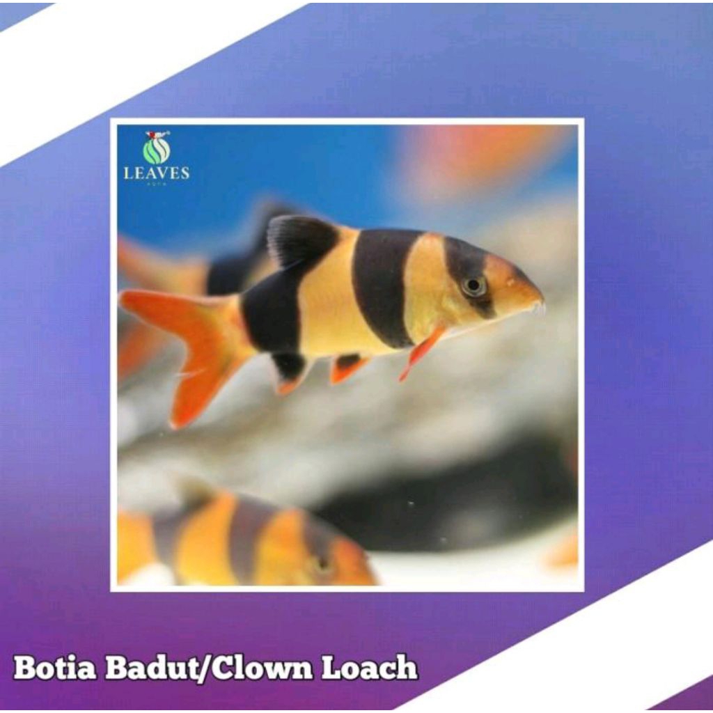ikan botia badut - clown loach