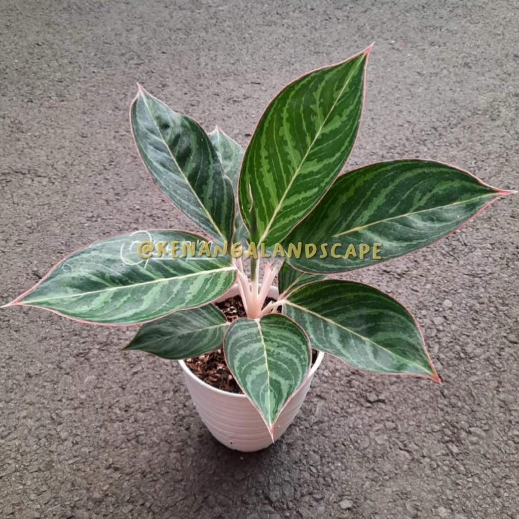 Aglonema lipstik zebra | Tanaman aglonema lipstik zebra | Aglaonema emerald dragon