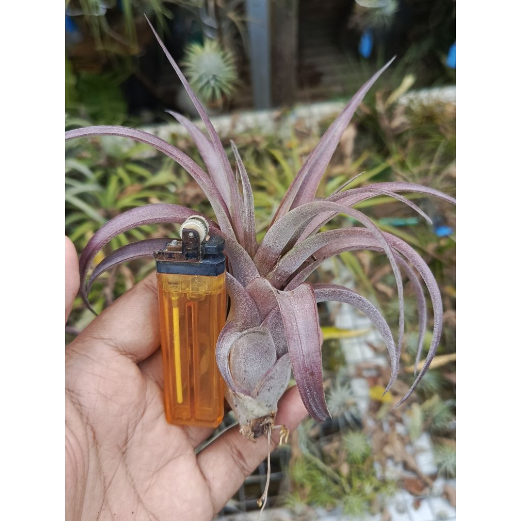 tillandsia love knot rare tanaman udara unik epifit
