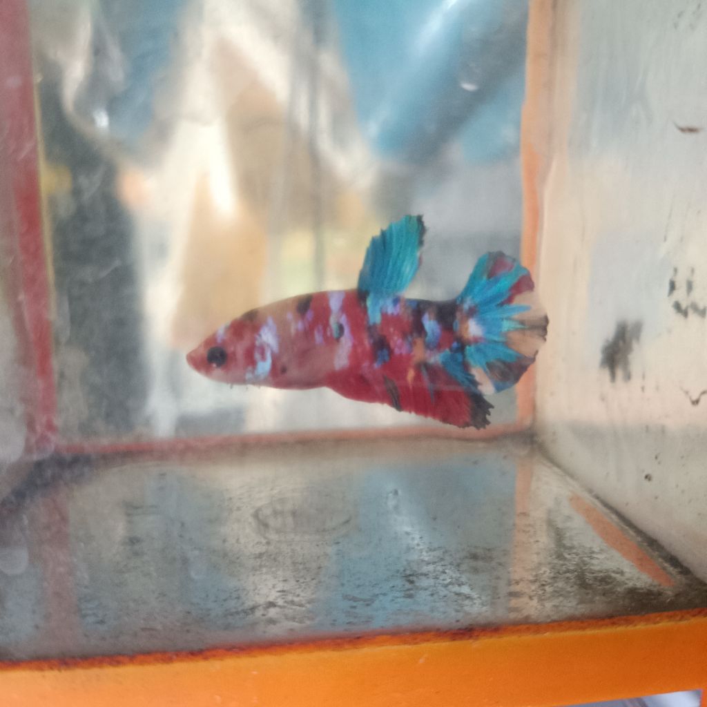 Hiasan Aquarium Cupang Plakat Multicolor