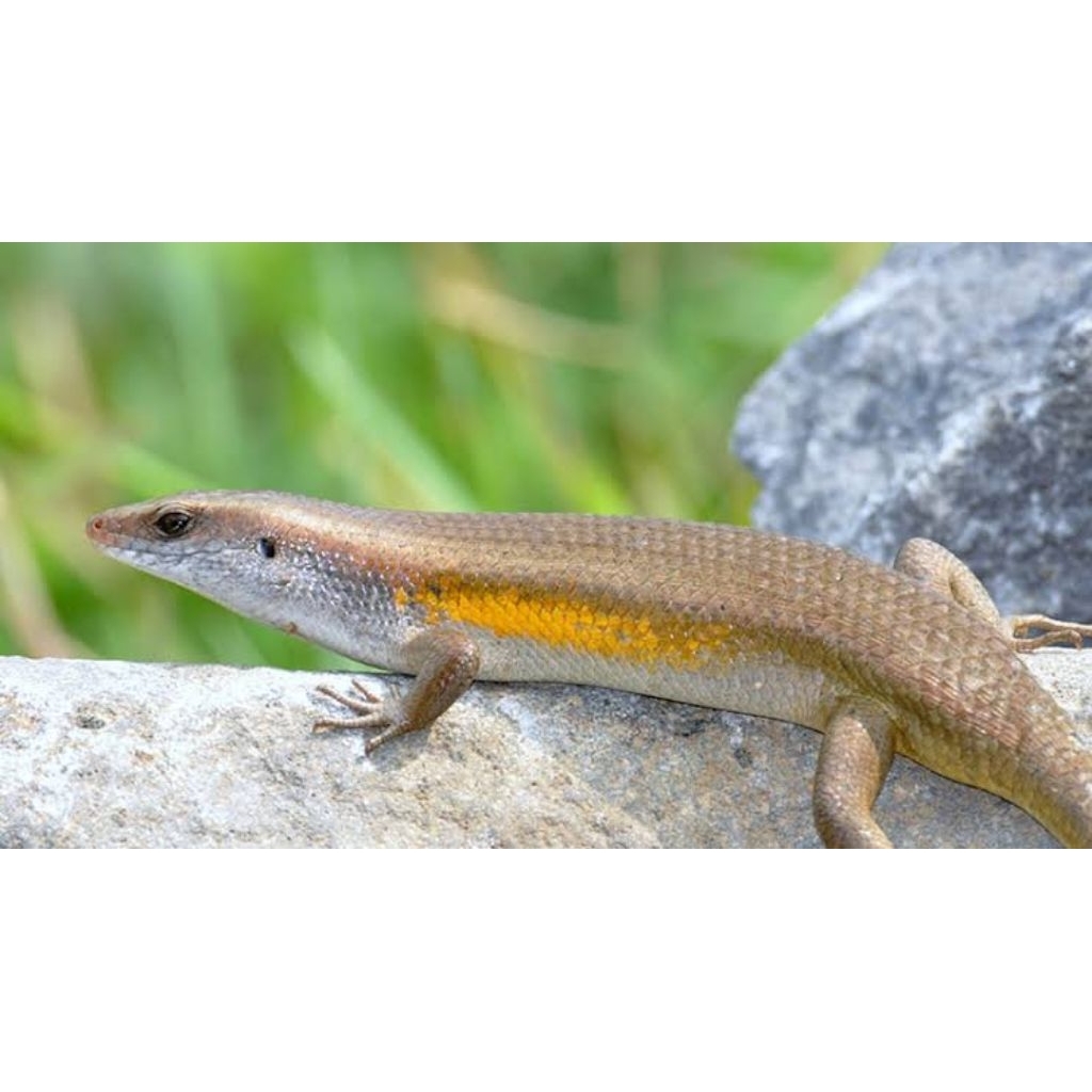 kadal kebun untuk peliharaan atau hiasan aquarium bagus banget