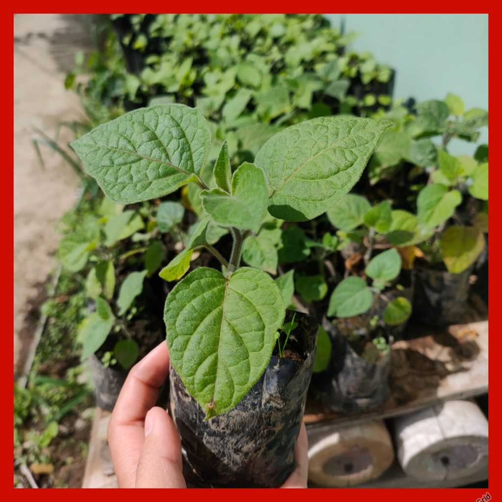 BIBIT BUAH CIPLUKAN - CECENDET JUMBO