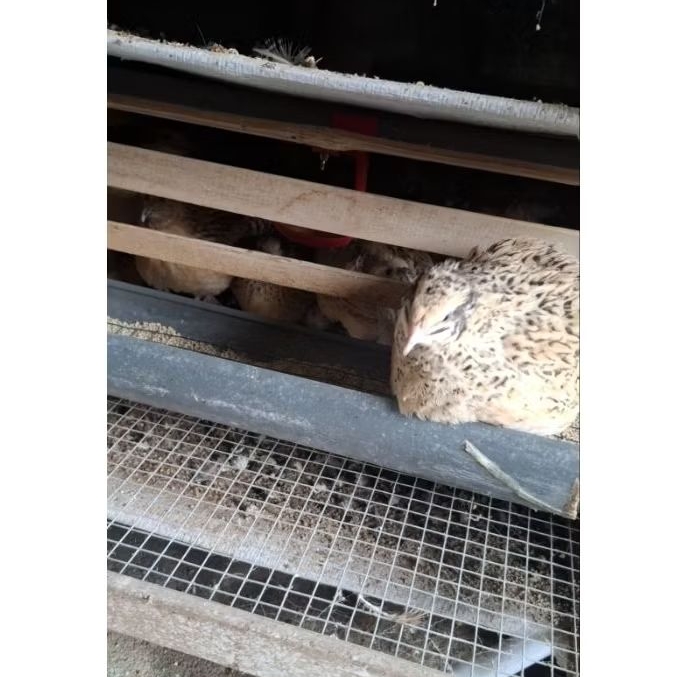 TELUR PUYUH 99% FERTIL GPS HITAM AUTUMN 50 BUTIR UNTUK DITETASKAN.