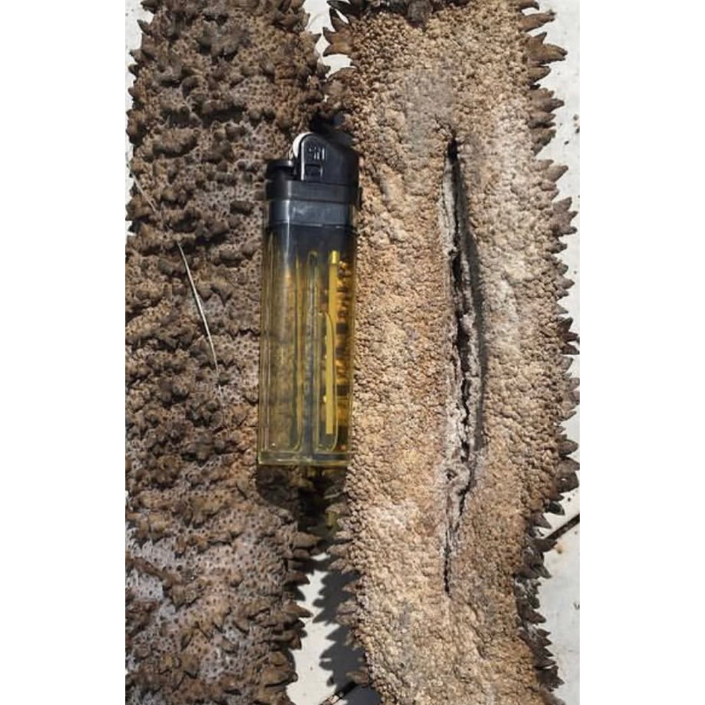 Teripang nanas / haisom nanas