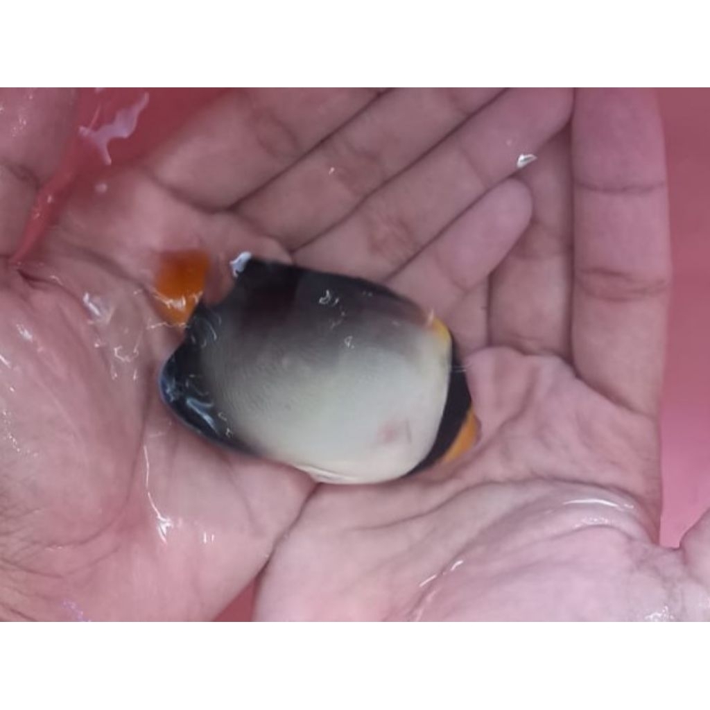 Ikan Hias Air Laut Jenis Angel Marmut