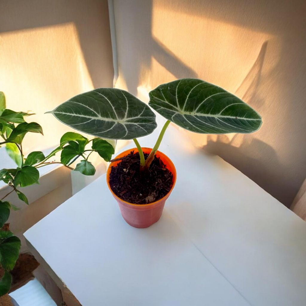 Alocasia Black Velvet Remaja | Tanaman Hias Eksotis Hitam Pekat Mudah Dirawat | Veyon