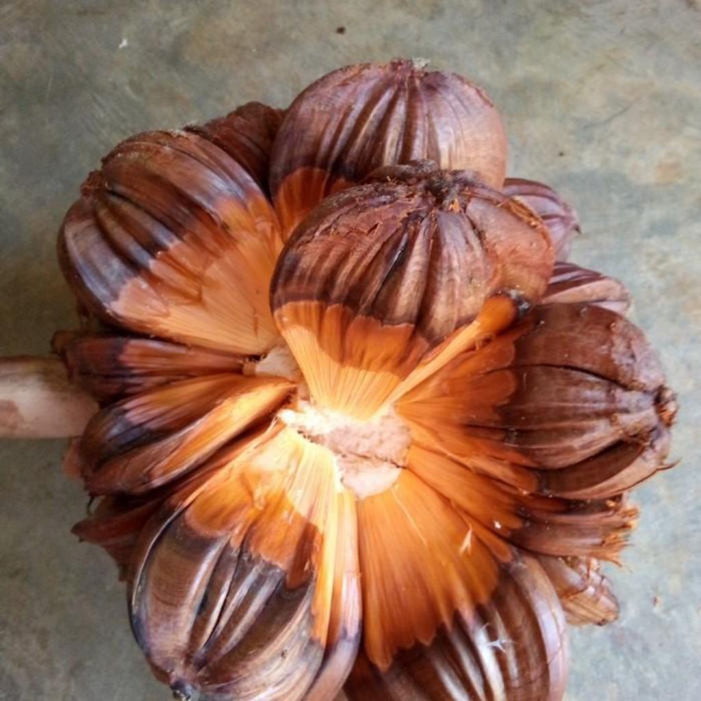 Buah nipah segar 1 kg,buah nipah herbal alami