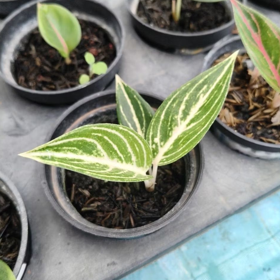 Aglaonema White Legacy Tanian Lokal