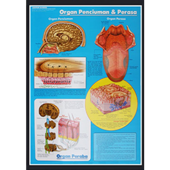 Poster Organ Penciuman dan Perasa / Anatomi Manusia / Organ Tubuh Manusia