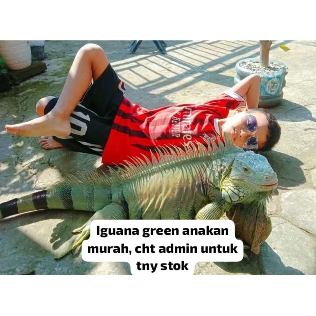 pakan Iguana Green Baby Murah