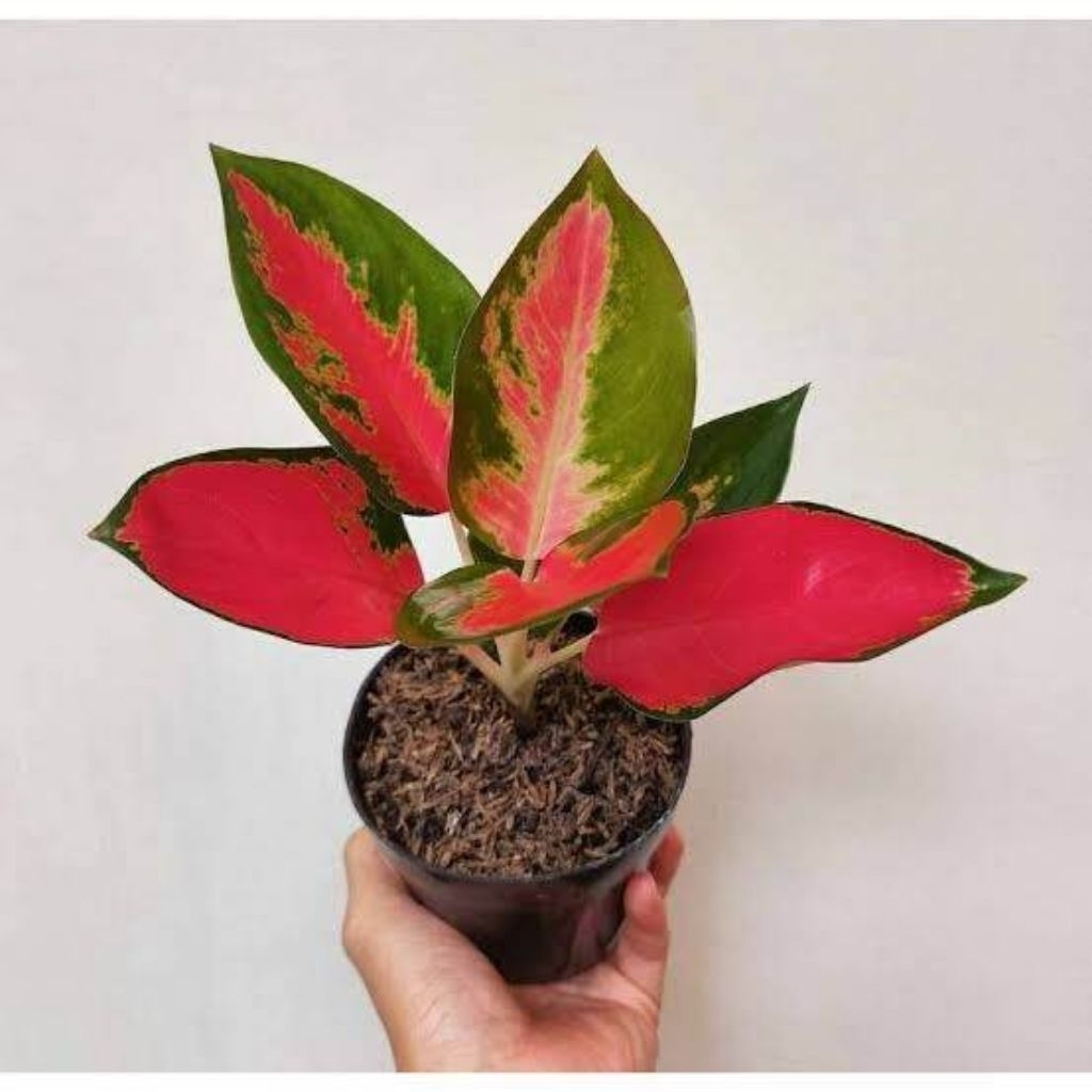 Tanaman Hias Aglonema Red Kochin Cantik Dan Rimbun